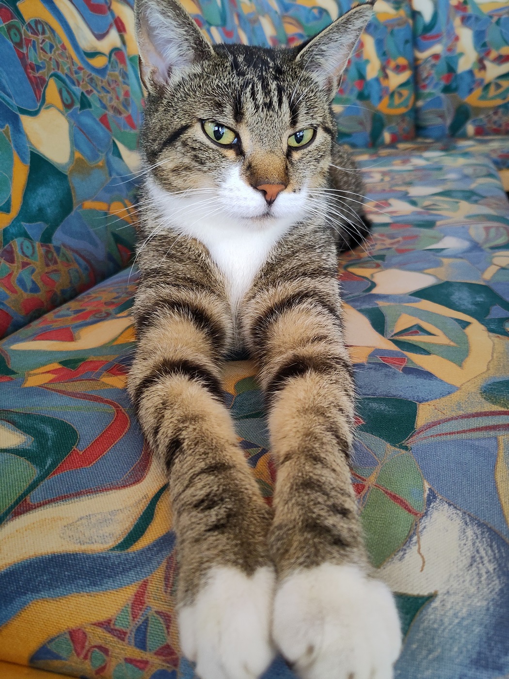 Foto einer grau-beigen getigerten Katze, die frontal in die Kamera schaut. Die ausgestreckten Vorderbeine enden in weißen Pfötchen, die durch die Perspektive besonders groß erscheinen. Die Katze hat große, grün-gelbe Kulleraugen, ein weißes Schnäuzchen und eine terracottafarbene Nase, außerdem eine weiße Brust. Die Katze liegt auf einer Unterlage, die bunt gemustert ist, wobei die Grundfarbe Blau ist.